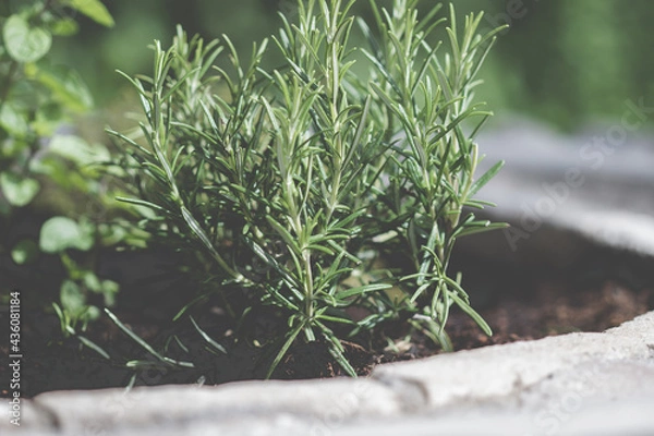 Obraz Rosmarinpflanze im Kräuterbeet