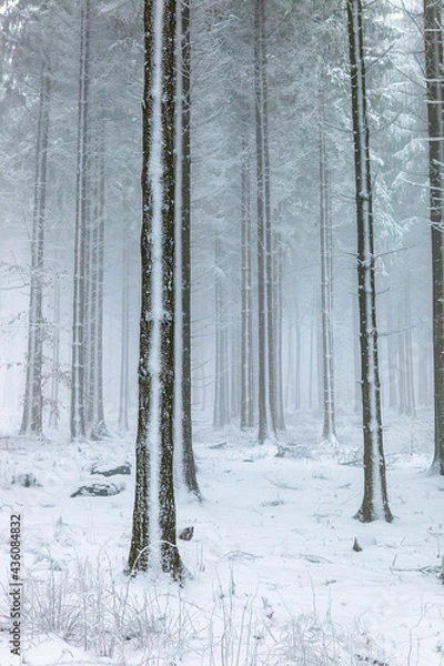 Obraz Baum mit Schnee