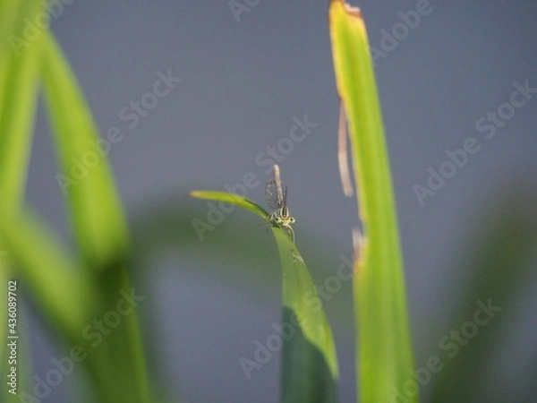 Obraz OLYMPUS DIGITAL CAMERA