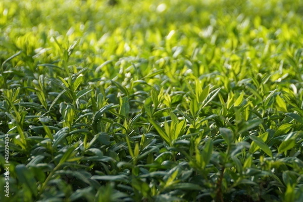 Fototapeta green grass