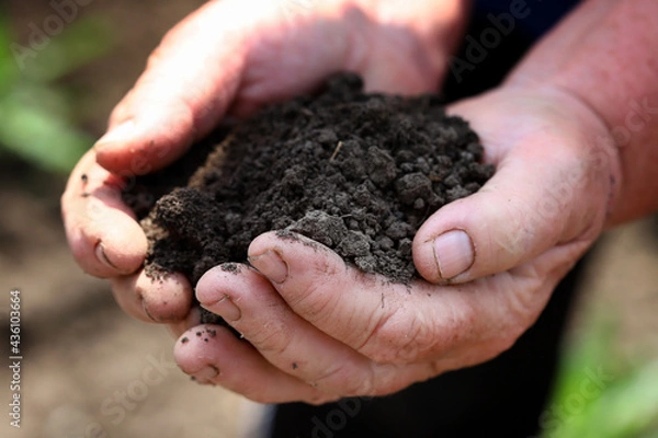 Fototapeta Handful of soil in hand. Farmer woman's hands hold black soil. Farmer work concept.