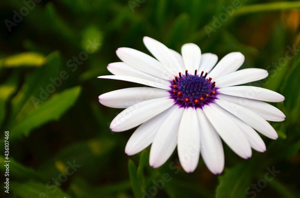 Obraz African Daisies (Osteospermum ) Close up, also known as daisy bushes & Cape daisy. Unusual colored petals and often a blue center.