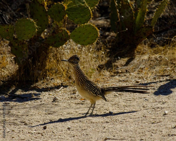 Obraz Roadrunner in the sun