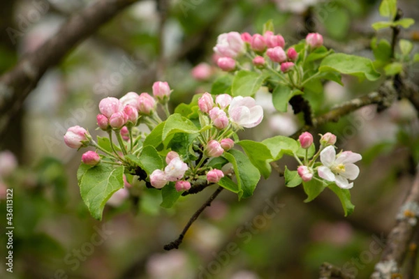 Fototapeta A close up of a flower apple tree blossom