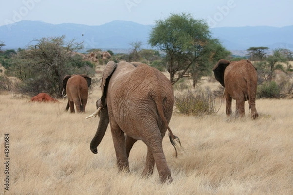 Obraz Elephants in Samburu