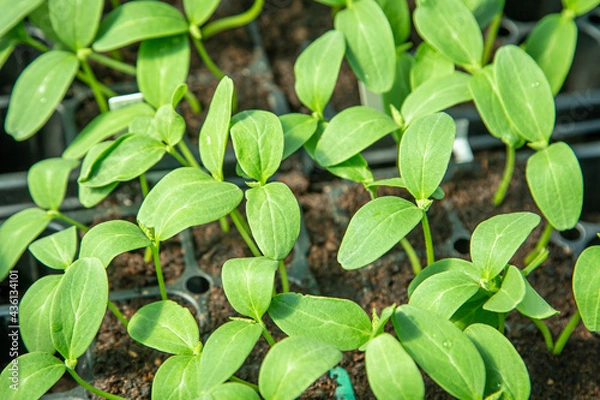 Obraz Cucumber seedling in tray