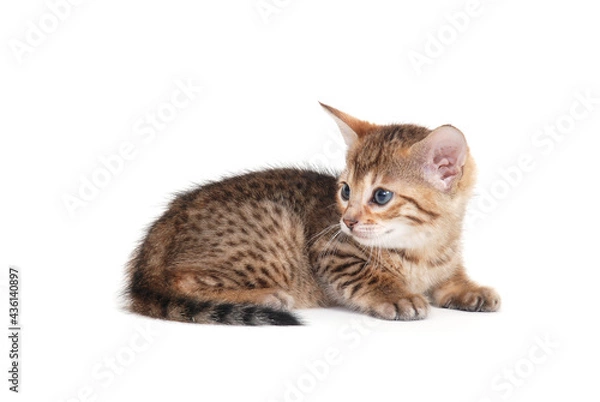 Fototapeta A spotted purebred kitten lies on an isolated white background