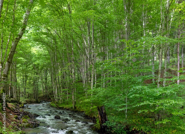 Fototapeta a stream flows through the green beech forest