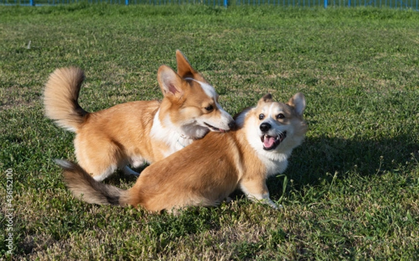 Fototapeta corgi dogs playing in the meadow