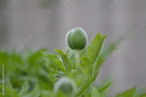 Obraz скоро зацветет мак