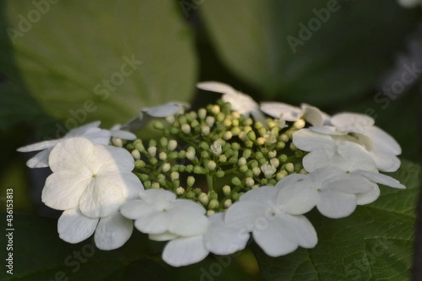 Obraz ой цветет калина