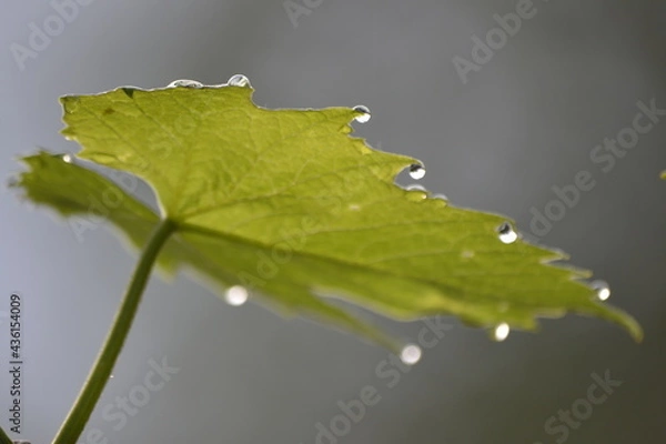 Obraz утренние капли на виноградном листе