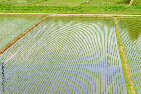 Fototapeta 宮城　小さな村の田植えの後