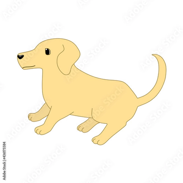 Fototapeta 仔犬（ダックスフント）