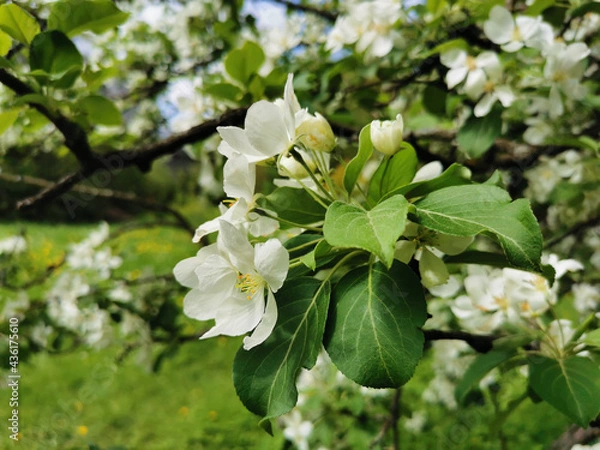 Obraz A branch of an apple tree with white flowers on a background of green and blue sky.