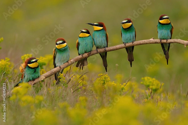 Obraz Group of colorful bee-eater on tree branch, against of yellow flowers background
