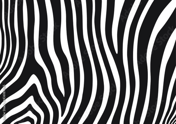 Obraz Zebra stripes background, Black and white abstract pattern design, Vector illustration