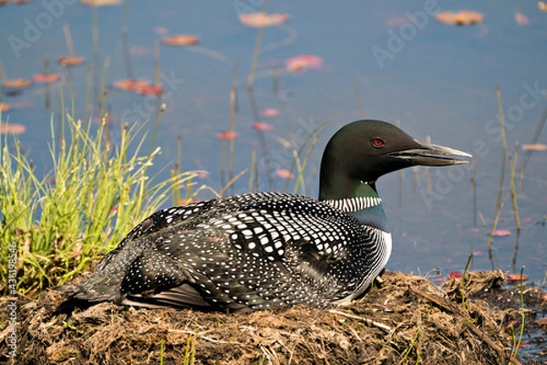 Fototapeta Common Loon Photo. Close-up view nesting on its nest with marsh grasses, mud and water  in its environment and habitat.  Loon on Nest. Loon in Wetland. Loon on Lake Image. Picture. Portrait. Photo.