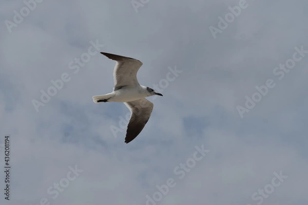 Obraz seagull in flight