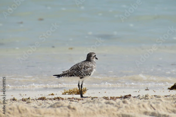 Obraz seagull on the beach