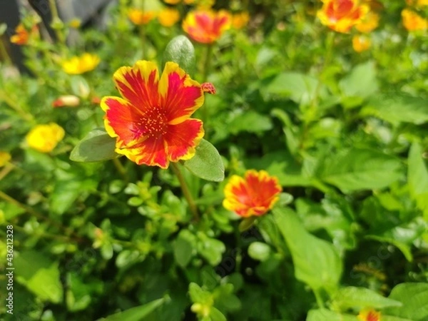 Obraz red and yellow flowers