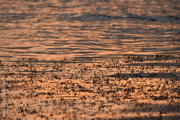 Obraz sunset on the beach