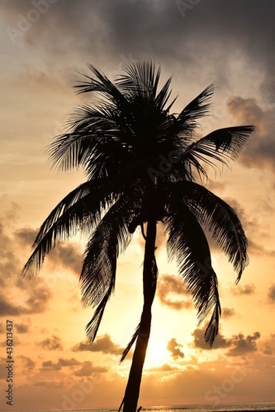 Obraz palm silhouette
