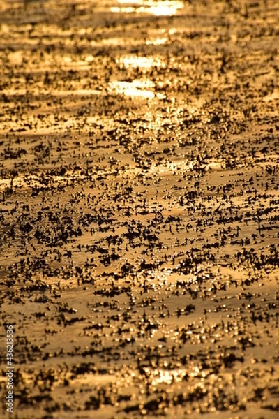 Obraz Seaweed sunset