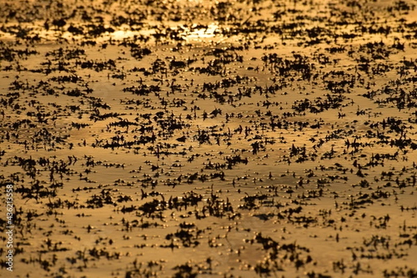 Fototapeta Seaweed sunset