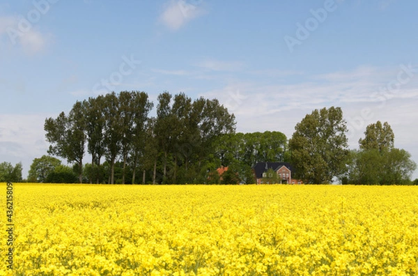 Obraz Rapsblüte, Schleswig-Holstein