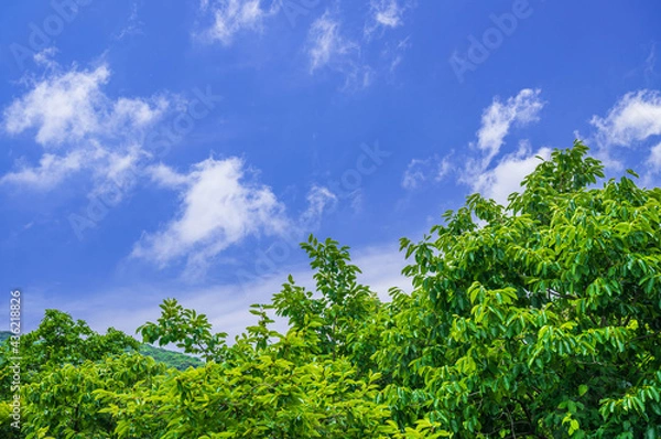 Fototapeta 桜の新緑と背振の山