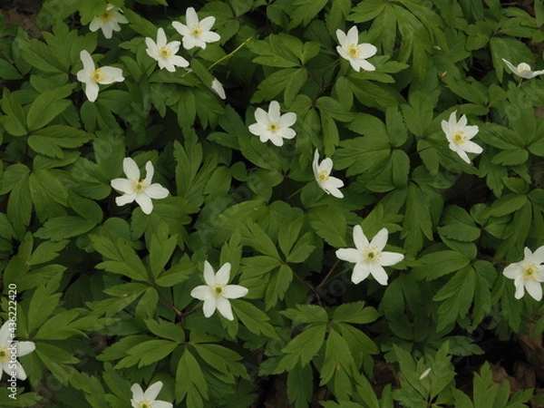 Fototapeta white flowers