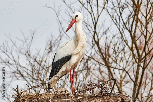 Obraz Weissstorch im Horst stehend