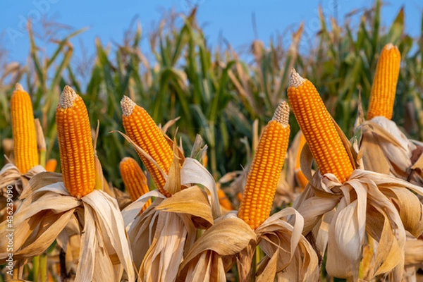 Fototapeta yellow ripe corn on stalks for harvest in agricultural cultivated field in the day