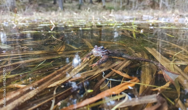 Obraz a frog looks out from under the water in a pond