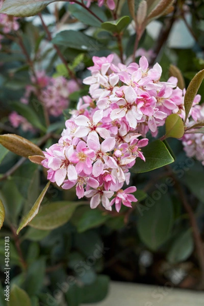 Obraz Rhaphiolepis indica