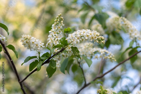 Obraz blossoming tree in spring