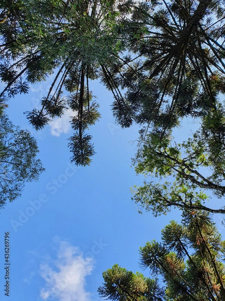 Obraz Tree at Canela - RS Brazil