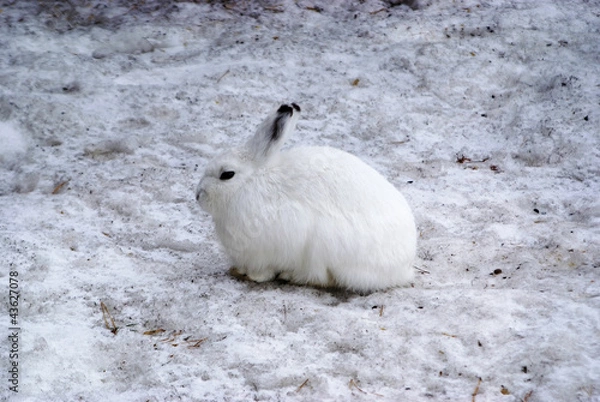 Obraz White hare in winter time