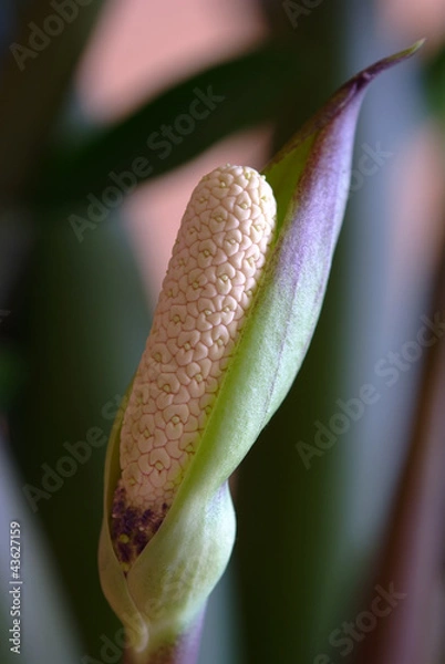 Obraz Zamioculcas flower macro shot