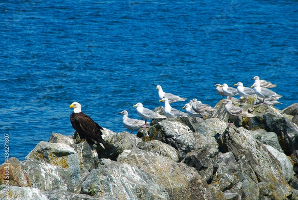 Obraz Bald Eagle hanging out with Seagulls