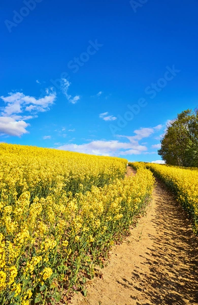 Fototapeta Vertical view of a path through a yellow rapeseed field under a blue sky with white clouds.