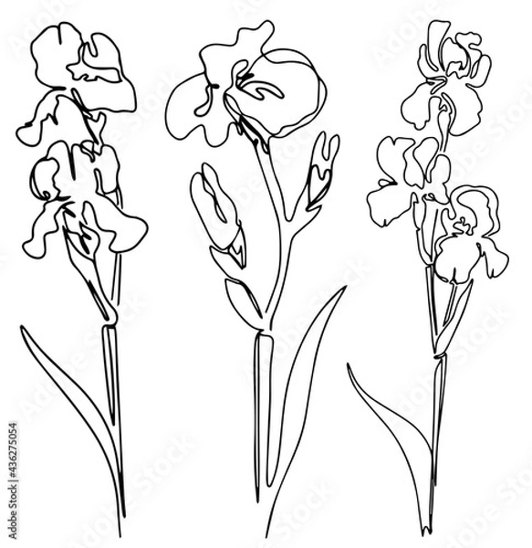 Fototapeta hand drawn Line art monoline flowers . Vector illustration