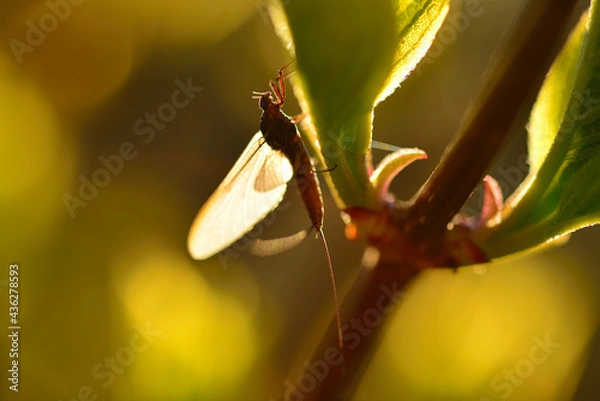 Obraz Mayfly backlit