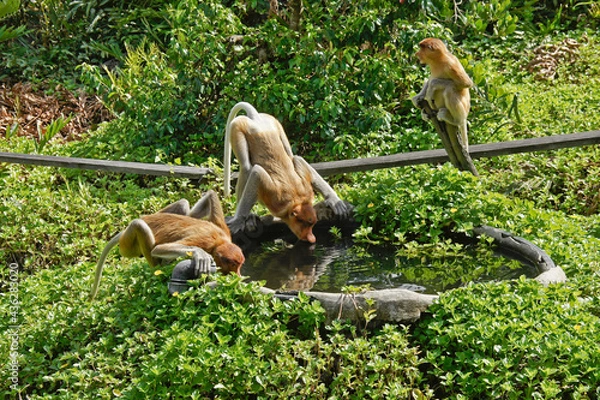 Fototapeta Proboscis (long-nosed) monkeys drinking from pool, Labuk Bay Proboscis Monkey Sanctuary, Sandakan, Sabah (Borneo), Malaysia