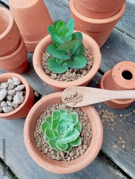 Obraz Top view succulent Cactus Preparing : Cactus transplantation in a new pot. Mini succulent plant echeveria and cactus with akadama soil, pumice stone, wooden spoon and many size terracotta pot on wood