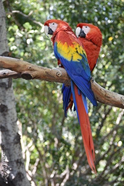 Obraz Guacamayas en árbol. 