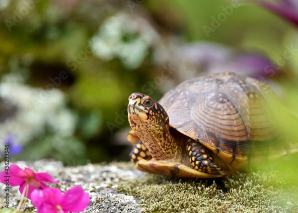 Fototapeta Turtle coming out of shell
