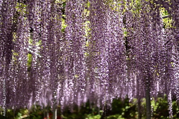 Fototapeta あしかがフラワーパークの藤の花