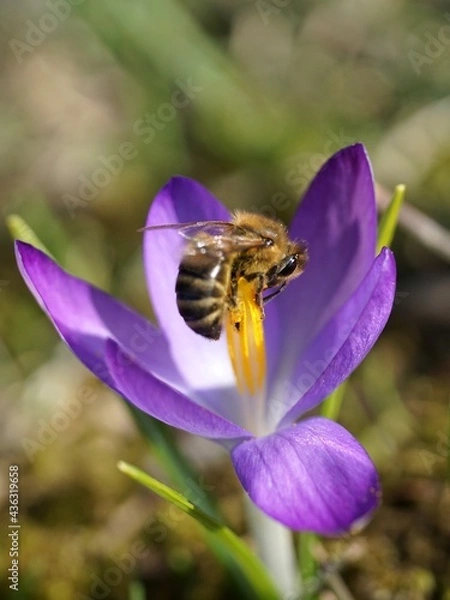Obraz bee on crocus